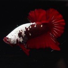 画像7: HMPK　ブラックレッドサムライ (7)