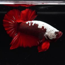 画像4: HMPK　ブラックレッドサムライ (4)