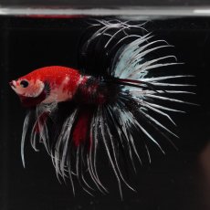 画像2: CT　鯉 (2)