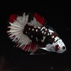 画像7: HMPK　キャンディサムライ　変わり柄 (7)