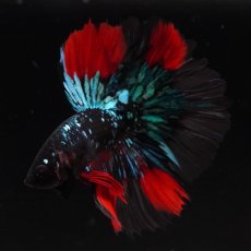 画像7: HM　ブラックスター (7)