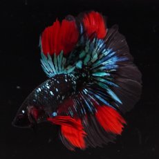 画像3: HM　ブラックスター (3)