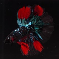 画像9: HM　ブラックスター (9)