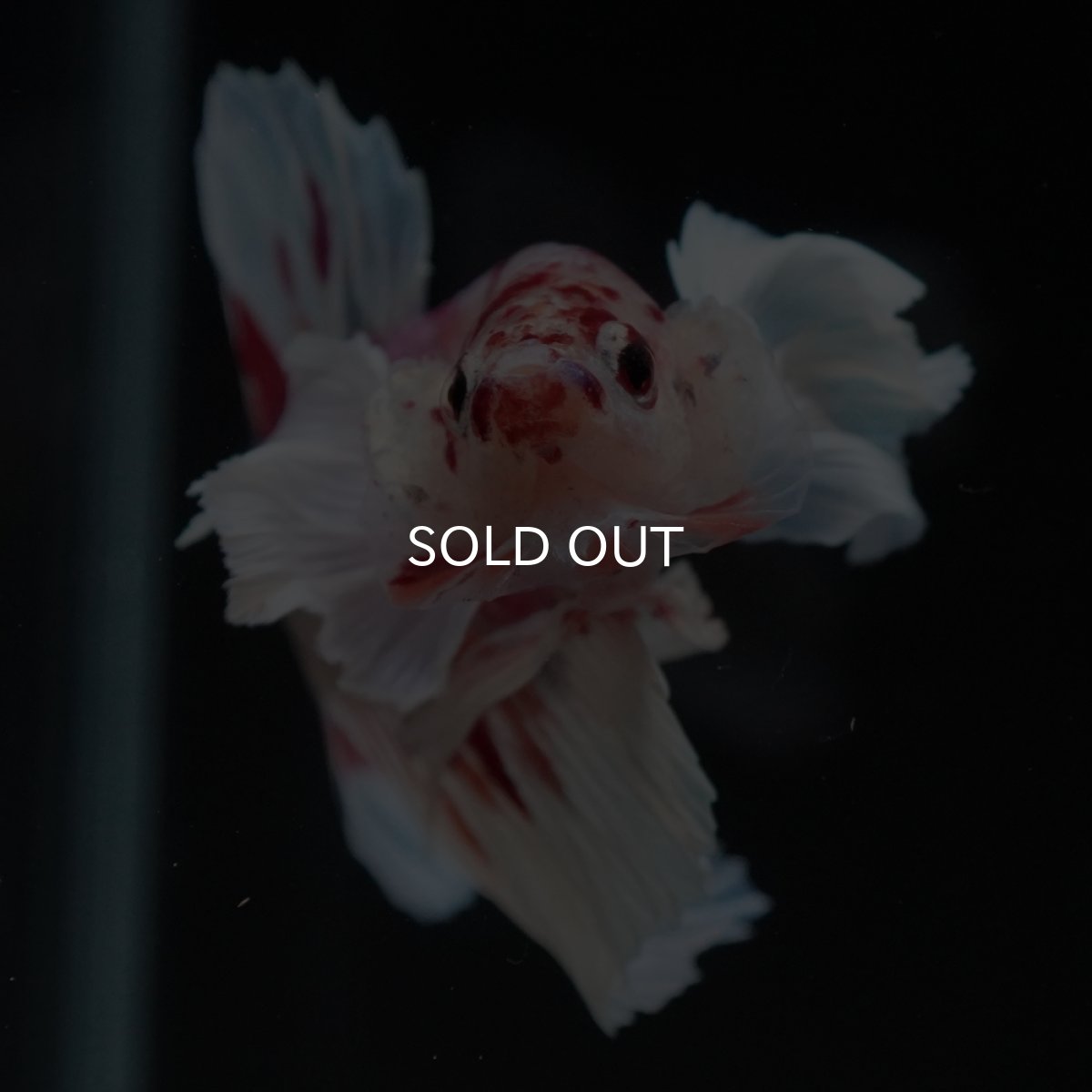 画像3: HMPKダンボ　キャンディ (3)
