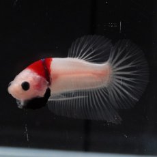 画像4: HMPK　紅白 (4)