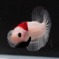 画像3: HMPK　紅白 (3)