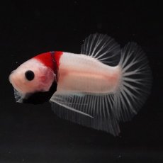 画像9: HMPK　紅白 (9)