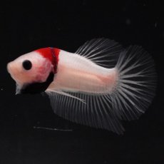 画像8: HMPK　紅白 (8)