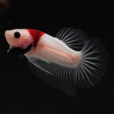 画像1: HMPK　紅白 (1)
