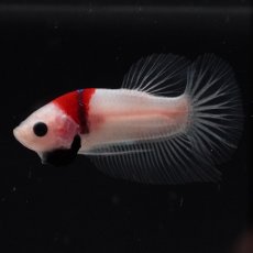 画像7: HMPK　紅白 (7)