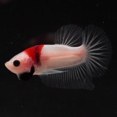 画像6: HMPK　紅白 (6)
