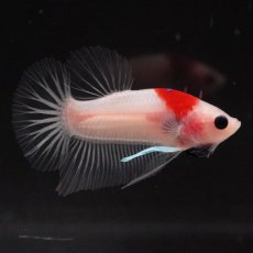 画像5: HMPK　紅白 (5)