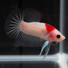 画像2: HMPK　紅白 (2)
