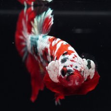 画像3: HMPK　レッドギャラクシー (3)