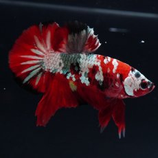 画像5: HMPK　レッドギャラクシー (5)