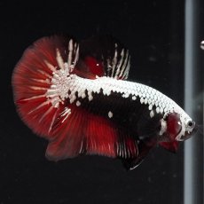 画像12: HMPK　キャンディサムライ (12)