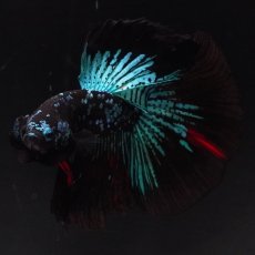 画像4: HM　ブラックスター (4)