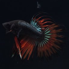 画像1: CT　ブラックマスタード (1)