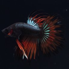 画像6: CT　ブラックマスタード (6)