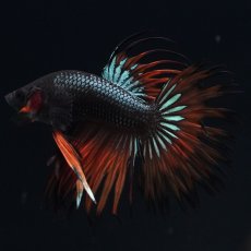 画像8: CT　ブラックマスタード (8)