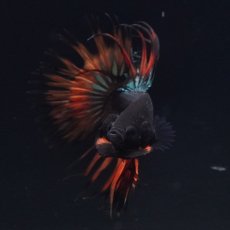 画像3: CT　ブラックマスタード (3)