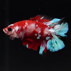 画像6: DTPK　鯉 (6)