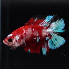 画像8: DTPK　鯉 (8)