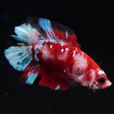 画像5: DTPK　鯉 (5)