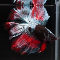 画像6: FM　ブラックスター (6)