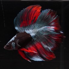 画像5: FM　ブラックスター (5)