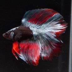 画像7: FM　ブラックスター (7)