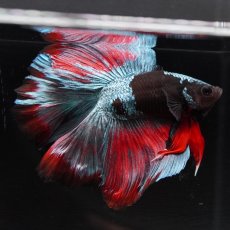 画像4: FM　ブラックスター (4)