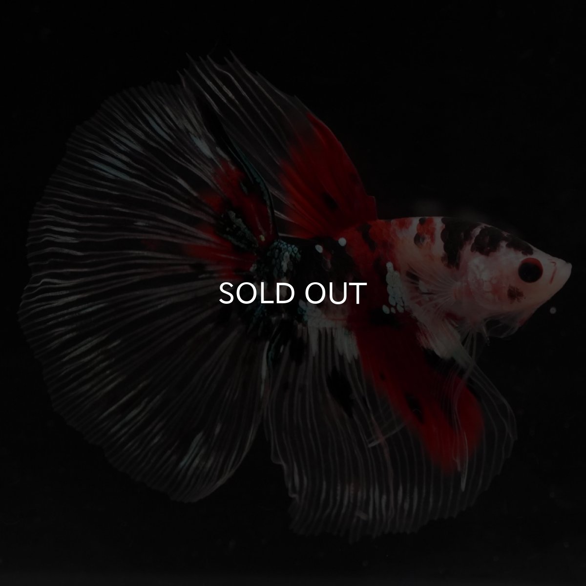 画像9: HM　鯉　クリアフィン (9)