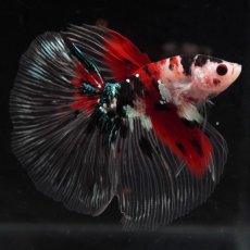 画像8: HM　鯉　クリアフィン (8)