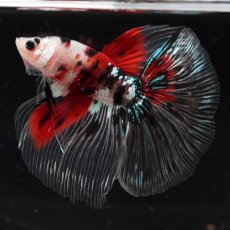 画像5: HM　鯉　クリアフィン (5)
