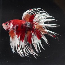 画像3: CT　キャンディ (3)