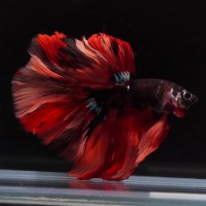 画像9: HM　ブラックキャンディ (9)