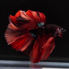 画像8: HM　ブラックキャンディ (8)