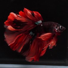 画像7: HM　ブラックキャンディ (7)