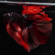 画像3: HM　ブラックキャンディ (3)