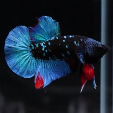 画像7: HMPK　ブラックスター (7)
