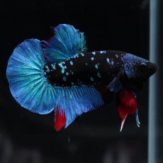 画像11: HMPK　ブラックスター (11)