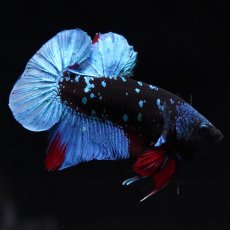 画像9: HMPK　ブラックスター (9)