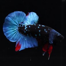 画像5: HMPK　ブラックスター (5)
