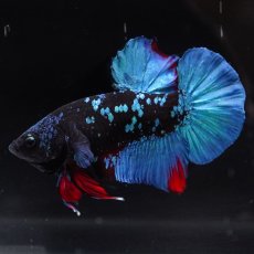 画像8: HMPK　ブラックスター (8)