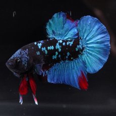 画像6: HMPK　ブラックスター (6)