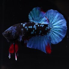 画像1: HMPK　ブラックスター (1)