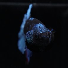 画像3: HMPK　ブラックスター (3)