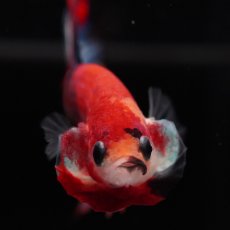 画像3: HMPK　キャンディ (3)