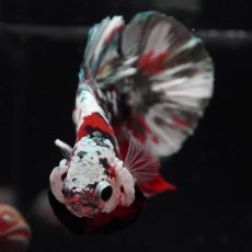 画像3: HMPK　レッドカッパーギャラクシー (3)